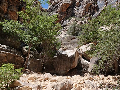 Ice Box Canyon