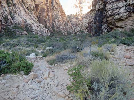 Ice Box Canyon