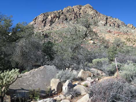 Lone Grapevine Spring