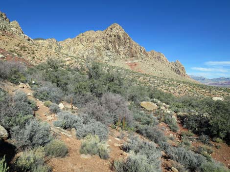 Lone Grapevine Spring