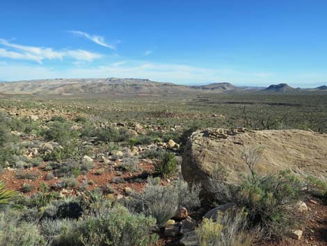 Lone Grapevine Spring