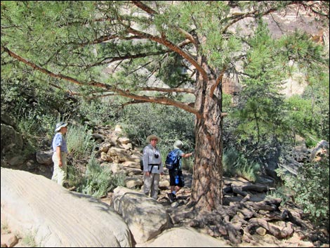 Lower Lost Creek Falls Trail