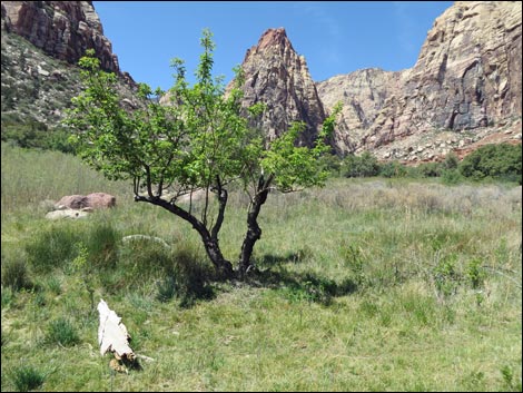 Pine Creek Trail