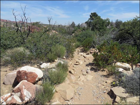 Pine Creek Trail