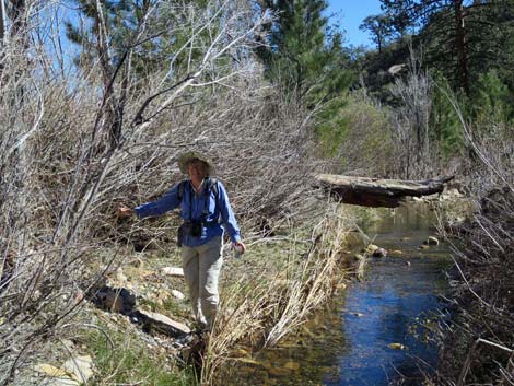 Pine Creek Trail