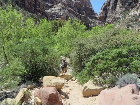 Pine Creek Trail