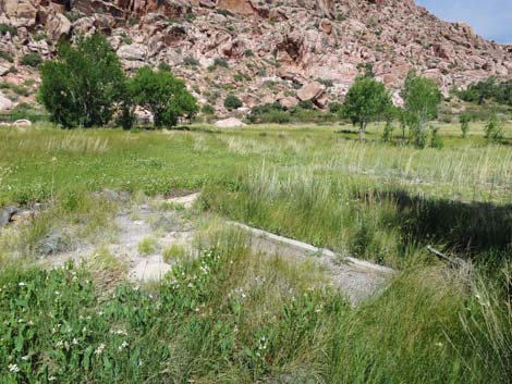 Red Spring Boardwalk