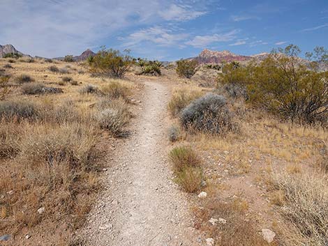 Ride Share Deluxe Loop Trail