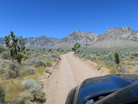 Lone Grapevine Road