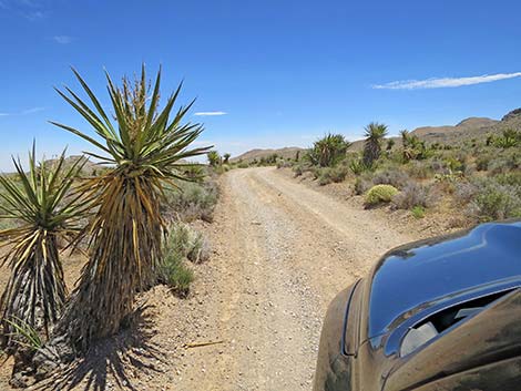 Lone Grapevine Road