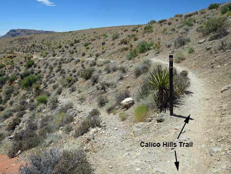 Calico Hills Trail - Sandstone Quarry to Calico 1