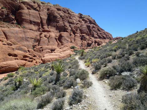 Calico Hills Trail - Sandstone Quarry to Calico 1