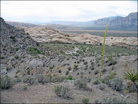 Turtlehead Peak