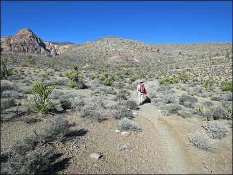 Cottonwood Valley Springs Loop Trail