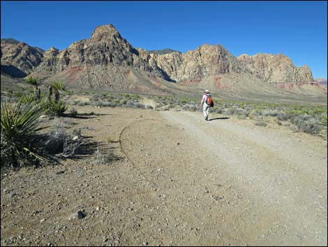 Cottonwood Valley Springs Loop Trail