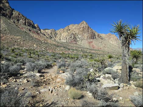 Cottonwood Valley Springs Loop Trail