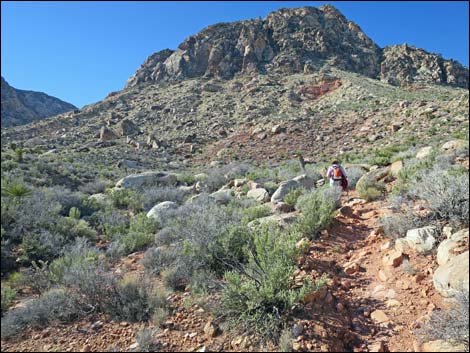 Cottonwood Valley Springs Loop Trail