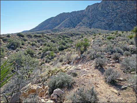 Cottonwood Valley Springs Loop Trail