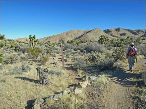 Cottonwood Valley Springs Loop Trail