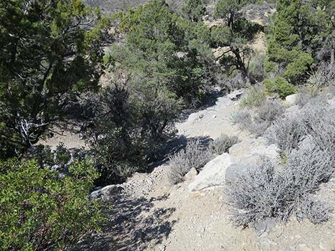 White Rock Loop Trail