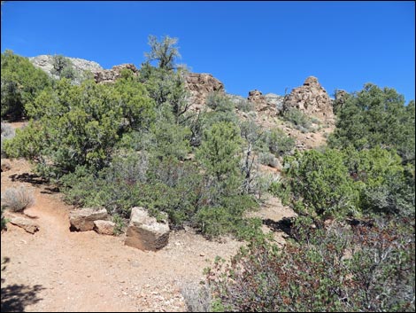 White Rock Loop Trail