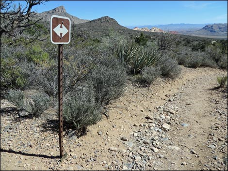 White Rock Loop Trail