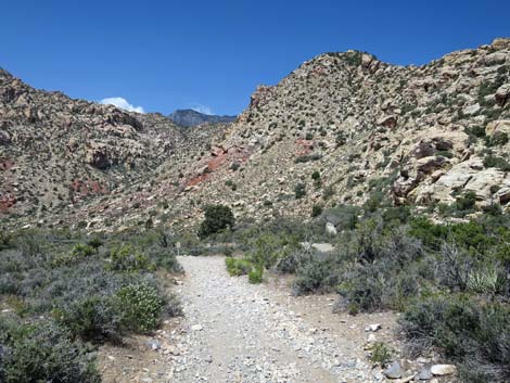 White Rock Spring Trail