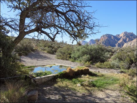 White Rock Spring Trail