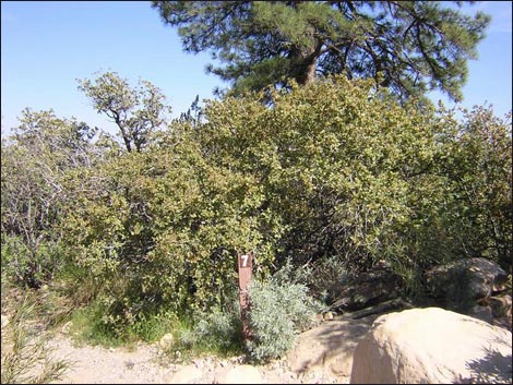 Willow Springs Loop Trail