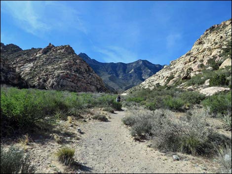 Willow Springs Loop Trail