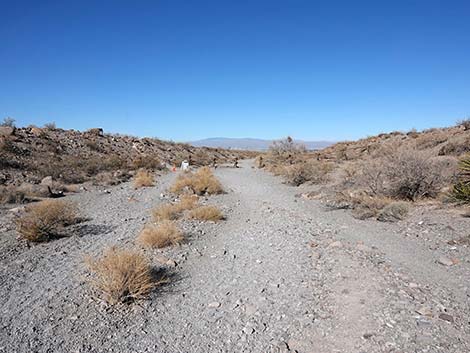 Petroglyph Canyon Trail