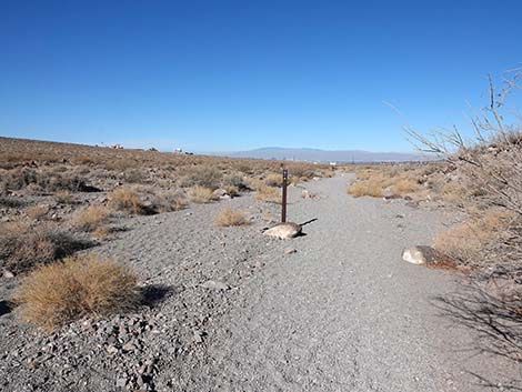 Petroglyph Canyon Trail