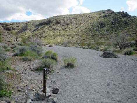 Petroglyph Canyon Trail