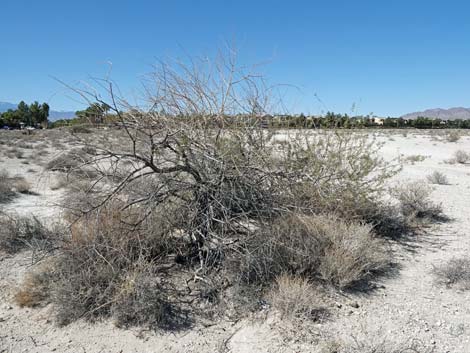 Aliente Loop Trail