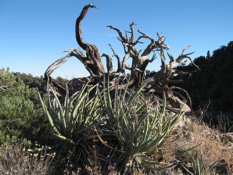 McCullough Mountain