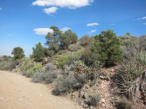 Wee Thump Overlook