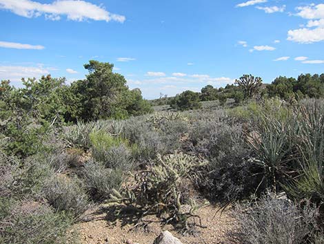 Wee Thump Overlook