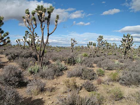 Wee Thump Joshua Tree Wilderness Area