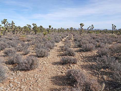 El Dorado Wagon Road Trail