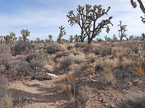 El Dorado Wagon Road Trail