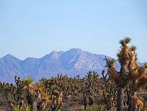 El Dorado Wagon Road Trail