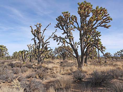 El Dorado Wagon Road Trail