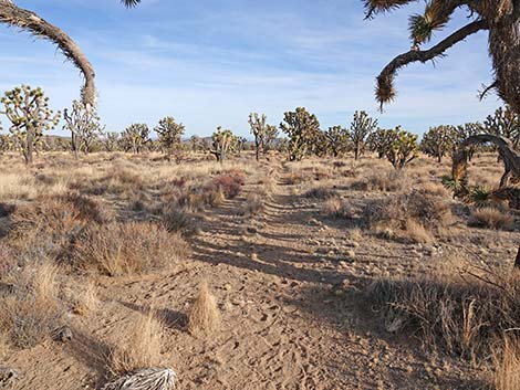 El Dorado Wagon Road Trail