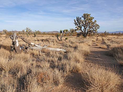 El Dorado Wagon Road Trail