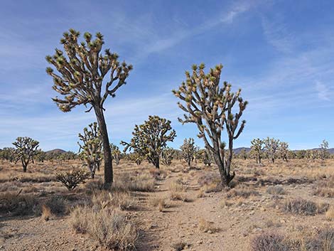 El Dorado Wagon Road Trail