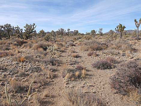 El Dorado Wagon Road Trail