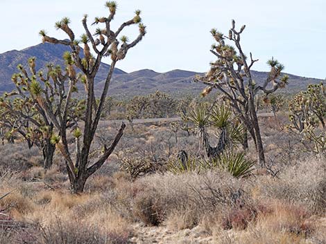 El Dorado Wagon Road Trail