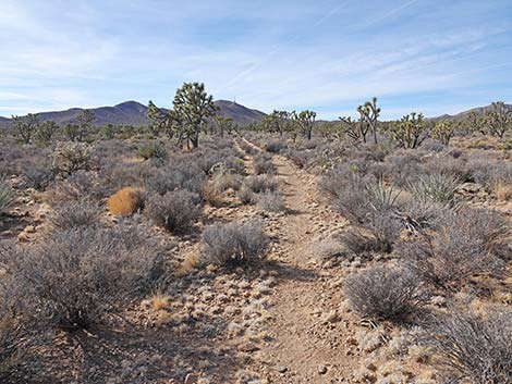 El Dorado Wagon Road Trail