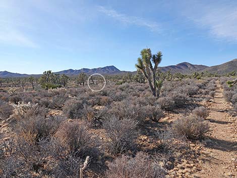 El Dorado Wagon Road Trail