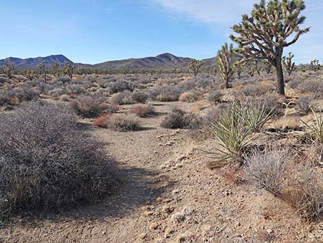 El Dorado Wagon Road Trail